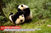 Две панды-старушки доказали, что детьми можно быть вечно и стали звездами Сети. ФОТО