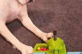 В Новой Зеландии собаку научили «кормить» игрушечного бегемота. ВИДЕО