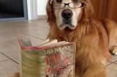 А вы знали, что собаки тоже любят читать? ФОТО
