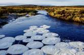 «Ледяные блины» на реке в Шотландском нагорье. ФОТО