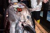 В Японии на аукционе продали тунца весом 276 килограммов. ФОТО