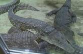 Можно покормить и подержать: В Мариуполе открылась крокодиловая ферма. ВИДЕО