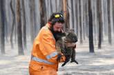Снимки спасения пострадавших животных в Австралии. ФОТО