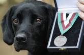 В Британии пес удостоен высшей воинской награды