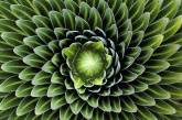 Удивительная геометрия растений. ФОТО