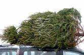 Житель Тюменской области украл новогоднюю елку 