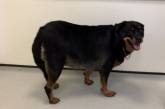 Самую толстую собаку Британии посадили на диету. Она сбросила лишний вес, и теперь её не узнать! ФОТО
