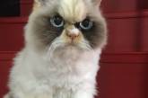 Любители мемов отыскали нового самого угрюмого кота — это не Grumpy Cat, но взгляд у него еще тот. ФОТО