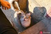 Январские коты, кошки и котики: самый милый фоторепортаж из солнечной Одессы. ФОТО