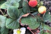 В Запорожской области в начале февраля созрели весенние ягоды. ФОТО