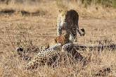 «Битва за любовь» не удалась: самка леопарда разогнала дерущихся из-за нее самцов. ВИДЕО