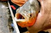 Полсотни аргентинцев искусали хищные рыбы
