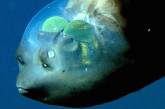 Рыба с прозрачной головой: находка ученых на километровой глубине. ФОТО