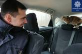 В машину киевских патрульных забрался необычный "клиент". ФОТО