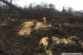 В заповедной зоне в центре Киева вырубают деревья: в сети показали фото