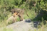 Бабуин «усыновил» львенка и воспроизвел сцену из мультфильма «Король-лев». ВИДЕО