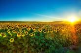 Из истории подсолнечника — цветка солнца. ФОТО