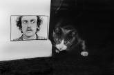 «Эрни: мемуары фотографа» — книга, посвященная коту. ФОТО