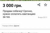 Курьёз: запорожцы продают своих собак на частных сайтах, чтобы “заплатить за газ”. ФОТО