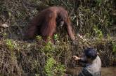 Орангутан пытался помочь стоявшему в воде мужчине. ФОТО