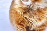 Максимально пушистые коты на снимках. ФОТО