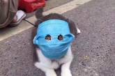 Сеть рассмешил кот в защитной маске от коронавируса. ФОТО