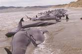 В Новой Зеландии на берег выбросило почти 40 дельфинов
