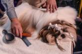 Выставка собак Westminster Kennel Club 2020 прошла в США. ФОТО