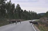Норвежские олени получат светоотражающие манжеты на рога 