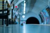 Драка мышей в метро Лондона получила приз зрительских симпатий, как лучшее фото дикой природы. ФОТО