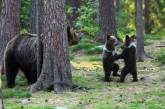 Танцующие медвежата в финском лесу. ФОТО