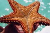 Морские звезды помогут в лечении инсульта