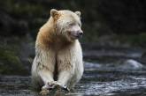 В Канаде засняли редкого кермодского медведя за рыбалкой. ФОТО