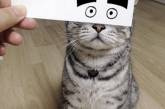 Котики с нарисованными глазами. ФОТО