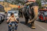 Немного снимков дорожного движения в Индии. ФОТО