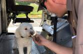 «Собаки UPS»: милые четырехлапые, которые встречают работников курьерской службы