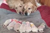 Собачье семейство с новорожденными щенками покорило сеть. ФОТО