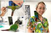 Как ветеринар из Австралии пришила попугаю новые крылья. ФОТО