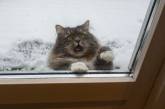 Это эпично! Кот в окне стал героем битвы фотошоперов. ФОТО