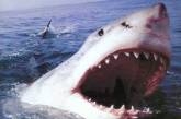 Спасение при помощи пинков и мата: серфер остался в живых, оскорбив акулу и ударив ее в глаз. ФОТО