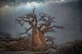 Портреты старейших в мире деревьев под звездным небом от Бет Мун. ФОТО