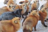 Вокруг мех: в японской деревне живет больше сотни лис. ФОТО