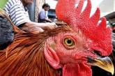 В Китае еще один человек умер от "нового" птичьего гриппа
