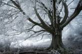 Художественные фотографии зимнего леса от Хейко Герлихера. ФОТО