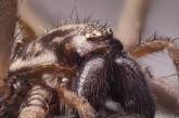 Ад арахнофоба: красота пауков в объективе. ФОТО