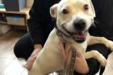 «Собака–улыбака»: потерявшийся стаффордширский терьер очаровал милой улыбкой. ФОТО