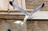 Защитники животных потребовали прекратить полеты голубей мира над Ватиканом