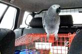 Полиция сочла попугая неподходящим компаньоном для начинающей автолюбительницы 
