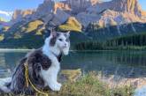 Кот по кличке Гэри, который любит ходить в горы. ФОТО