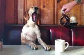 Зевающие животные — попробуй не зевнуть сам. ФОТО
